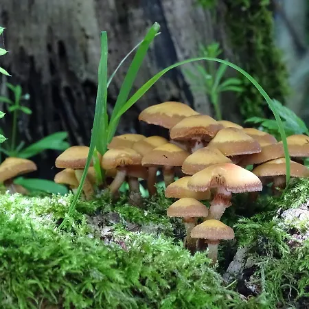 Hotel Der Florenberg - Gipfel Fuer Geniesser Kuenzell