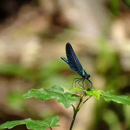 Der Florenberg - Gipfel Fuer Geniesser Hotel 3*