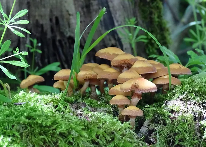 Hotel Der Florenberg - Gipfel Fuer Geniesser Kuenzell