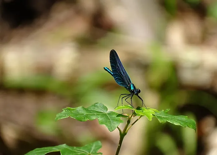 Der Florenberg - Gipfel Fuer Geniesser Hotel 3*